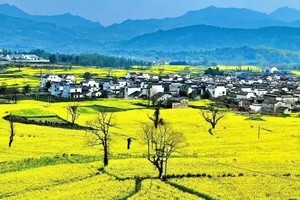 【3月28晚--30日】春暖花开，徒步新安江山水画廊、赏石潭菜花、观阳产土楼（2+1VIP豪华大巴）