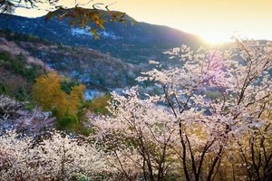 【3月15号|周六】徒步葛仙山一日行，邂逅山中最野性的樱花林