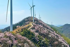 【3月27日|周四】葛仙山赏野樱花+徒步老虎岩户外一日行。