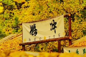 【11月22-30日】象往版纳|西双版纳热带雨林+魅力边城腾冲|芒市丨瑞丽丨腾冲银杏