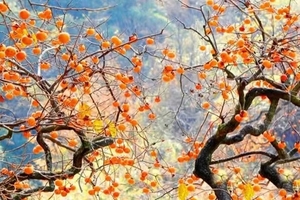 【10月25日|周六】 罗田打柿子+逛柿集古村“中国甜柿第一村“錾子石村