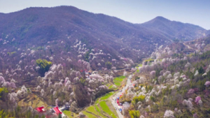 汉南【3月7-8日】春日踏青，花海迎客！万亩花海-玉兰花-樱花红梅-探秘皖西大2日游（2+1豪华大巴）