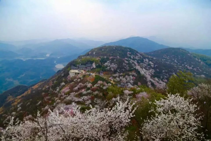 【3月17日】葛仙山爬山,徒步赏野樱花一日行