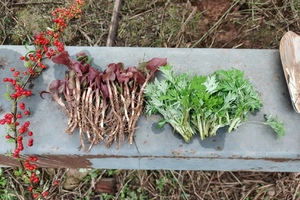 【3月7日-龙泉山挖野菜赏花】百工堰穿越至飞龙湖，野菜和桃花已经上线！