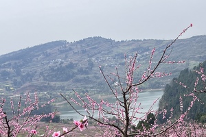 【3月8日-龙泉山岚月里山谷赏花】龙泉山李子花、桃花已经上线，徒步登顶岚月里，摄影赏花宝藏路线！