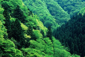 【3月14日78元特惠-鸡冠山高山野菜雪芽菜+刺笼苞】探秘春天的鸡冠山原始森林，采摘高海拔独有的美味野菜雪芽菜！