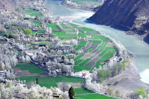 【金川梨花2日游】一夜春风醉川西，动人心魄的人间仙海，金川梨花盛花期已到！