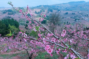 【3月15人-百工堰穿越线赏花】百工堰穿越至飞龙湖，桃花盛花期已经上线！