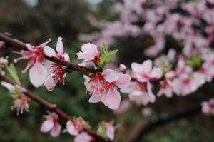 【3月28日亲子66元特惠-虹口原始森林挖野菜】登元宝山，探秘打猎步道，采摘折耳根、野葱、蕨菜，小众又治愈的春游！
