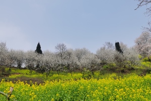 【3月22日68元特惠-小牛背山的魅力春天】在油菜花、李子花、山花盛开的春日阳光，登顶云中屋观云海，挖野菜和折耳根！