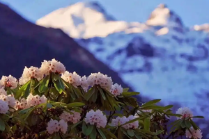 【春假特推-海螺沟轻奢品质温泉之旅】冰川与花海共舞，木兰花+川西小江南+日照金山+千年冰川+天然温泉，轻奢适合家庭出游！