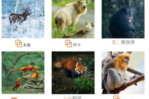 【春假-喇叭河2日游】川西版奈良公园，一步一景逗趣野生动物！