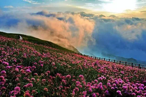 【春假-百里杜鹃3日游】毕节百里杜鹃魅力绽放，旅拍摄影地球彩带，徒步杜鹃王国，探秘织金洞，留下美好的花海记忆！