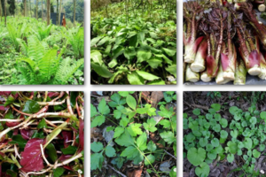 【3月21日68元特惠-原始森林挖野菜】折耳根、野葱、水芹菜、石岩菜、棉花草，金凤山原始森林徒步采野，小众治愈的春游！