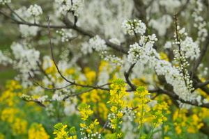 【东门北门线3月21日亲子66元特惠-石牛角赏花挖野菜】探秘石牛角溶洞，打野漫山遍野的折耳根野葱，摄影花园村花海！