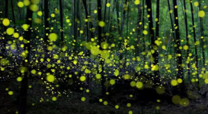 【3月28日78元特惠-青神萤火虫】摄影浪漫的竹里萤光，探访伟大诗人苏东坡求学和初恋地中岩寺！