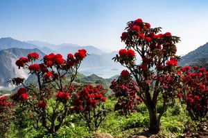 【3月29日78元特惠-无忧花谷高山杜鹃】摄影美丽的高山杜鹃，俯瞰紫坪铺水库，登山打卡领奖牌！