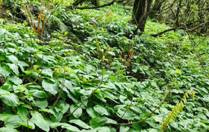 【3月28日78元特惠-高山鹿耳韭+雪芽菜】探秘鸡冠山原始森林琉璃坝的春天，采摘高海拔独有的美味野菜鹿耳韭+雪芽菜！