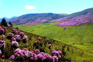 【五一节-七里坝索玛花+九十九里温泉3日游3期】徒步七里坝，摄影万种风情的谷克德索玛花，打卡阳光下的蓝花楹！