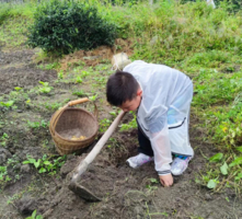 【东门北门线5月17日78元特惠-大熊猫国家公园】摄影美丽盛开的野百合，挖有机土豆+喂兔子+捉螃蟹，徒步大熊猫巡护道，