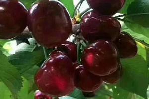 【理县通化车厘子采摘】桃坪羌寨自由行+通化村车厘子采摘+禹王庙登山徒步！