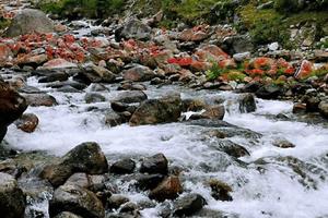 【甲尔猛措端午二日游】露营+雪山+森林+鲜花漫野+耍水