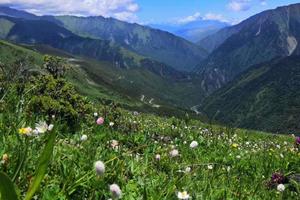 【巴朗山花海】最美丽的穿越，在美丽的云海下穿越正在盛开的花海！