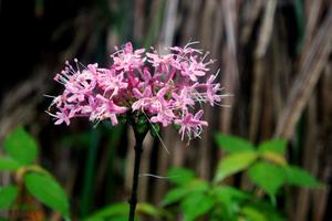 【南宝山萤火虫第三期】走进奇妙而美丽的童话世界，观看萤火虫照明的美丽山谷！