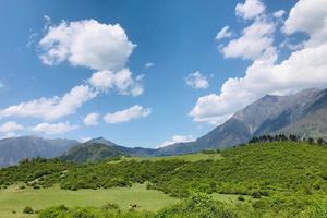 【原野牧歌熊猫坪】离成都最近的高山草甸，蓝天、白云、干海子、山花、秋千、原始森林！