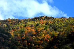 【卧龙彩林一日游】姹紫嫣红层林尽染，满沟秋色高处雪景！