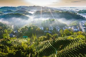 【茶溪谷一日游】去好山好水自然好茶的都江堰，体验采茶制茶的生活乐趣！