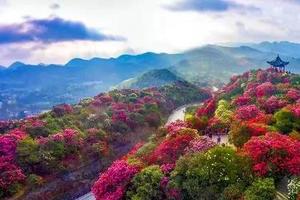 【毕节百里杜鹃】旅拍摄影，留下花海中的记忆！