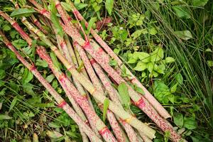 【天国山萤火虫】赏满山的小野花、挖野菜和掰竹笋，还有不期而遇的萤火虫！