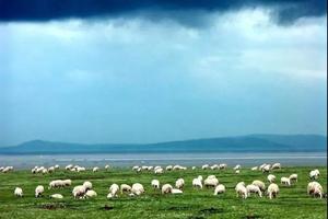 【端午节若尔盖】草原花季环线游，花湖+九曲黄河！