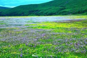 【端午节俄木塘】草原花海，策马扬鞭体验游牧生活！