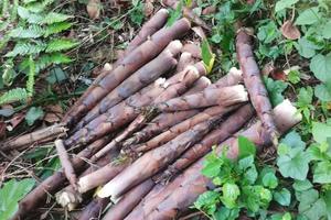 【儿童节优惠活动】天国山纯生态农业深度体验，采蜂蜜、放羊、打竹笋、摘野菜、观萤火虫！