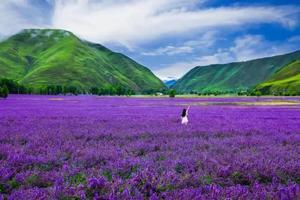 【香薰谷薰衣草花海+墨石公园】约会浪漫的花海，摄影光影世界的夏天！