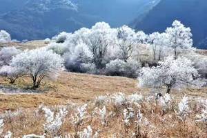 【甘海子冰晶雾凇】摄影冰晶雾凇，坐看白雪皑皑！