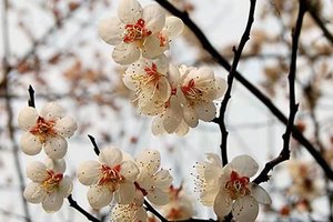 【春节大坪村赏花一日游】徒步鹤鸣山，赏十里春风乌梅花！