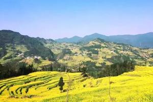 【雷波马湖中都油菜花】解锁2022第一春，湖水盈盈，山色秀丽！