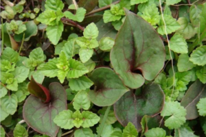 【元宝山摘折耳根】在山花盛开的季节去踏青，采摘折耳根体会简单的快乐！