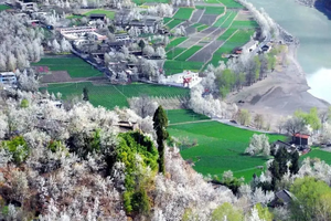 【金川梨花】一夜春风醉川西，动人心魄的人间仙海! 2日游