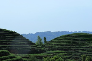 【夹关古镇大地指纹】春游川西水乡古镇，踏青名山茶园梯田，您值得拥有的休闲之旅！