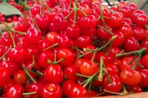 【官帽山樱桃采摘登山活动】樱桃红遍官帽山，农家美食香诱登山客！