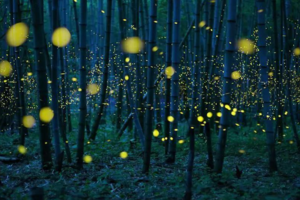 【五一萤火虫】南宝山十里河谷萤火虫，遇见奇妙的童话世界！