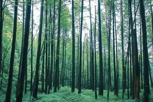 【小鱼洞穿越虹口】踏青幽静水杉林，洗肺健身美丽原始森林！