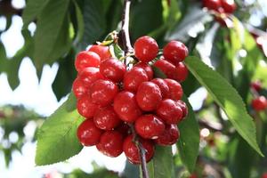 【Min甜的车厘子】体验羌寨文化，采摘初夏车厘子！