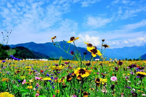 【端午节俄木塘】草原花海，星空露营之旅！