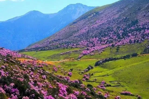 【西昌索玛花】阳光下的风车遇上索玛花，游玩孟获古城与九十九里温泉！