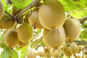 【国庆10月2日元宝山猕猴桃】徒步原始森林，采摘农家猕猴桃，打野生竹笋！